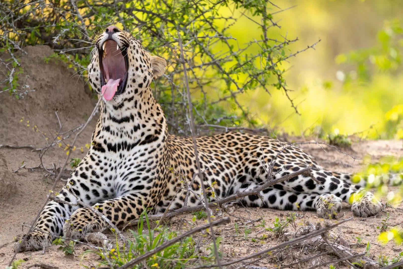 Vilă cu 4 dormitoare în Africa de Sud, fotografia 18