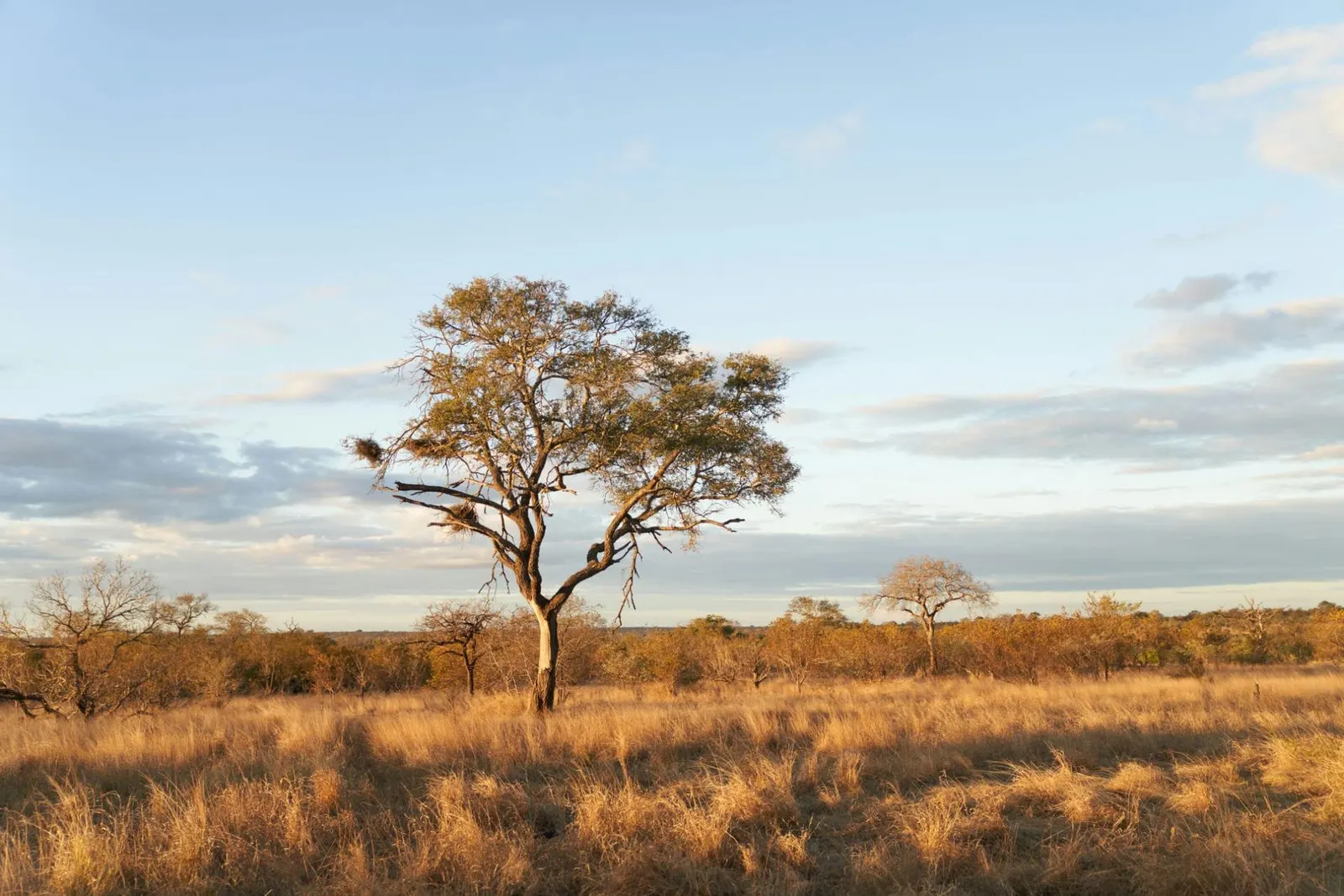 Vilă cu 4 dormitoare în Africa de Sud, fotografia 13