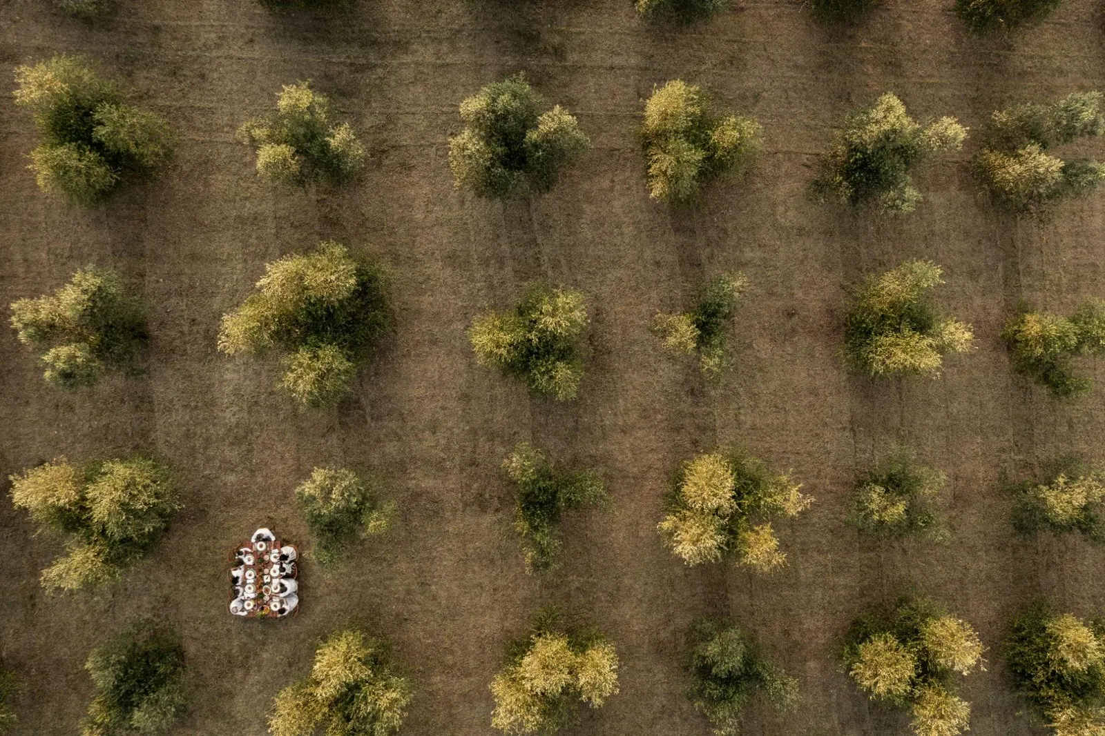 Vilă cu 20 de dormitoare în Impruneta, fotografia 31