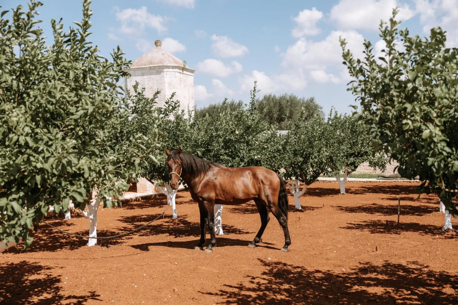 Vilă cu 6 dormitoare și piscină, Ostuni, fotografia 24