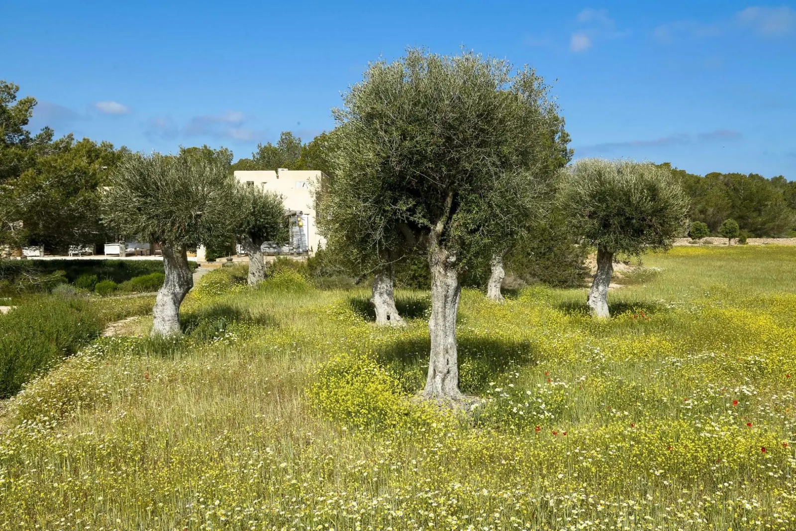 Vilă cu piscină în Formentera, fotografia 6