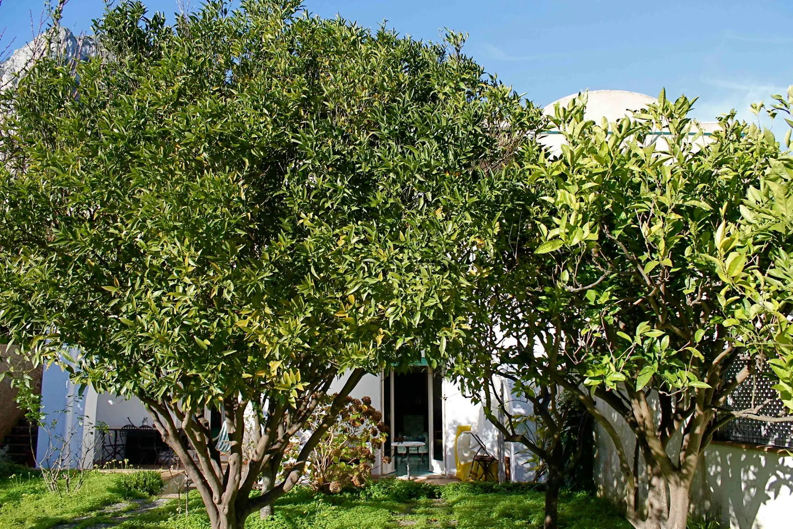 House for 5 Guests in Capri, fotografia 5
