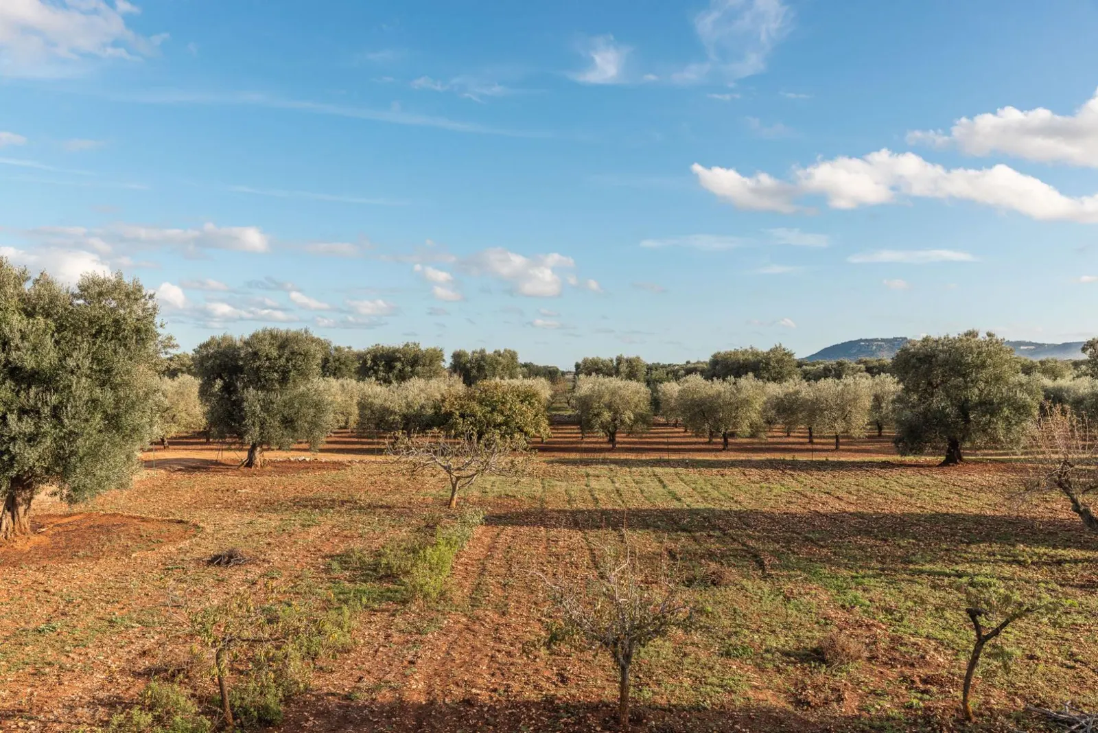 6-Bed Villa with Heated pool, Ostuni, fotografia 27
